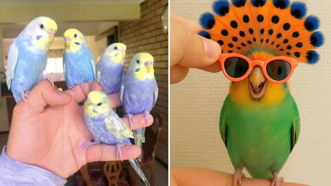 Smart And Funny Parrots Parrot Talking Videos Compilation (2025) - Cute Birds #54