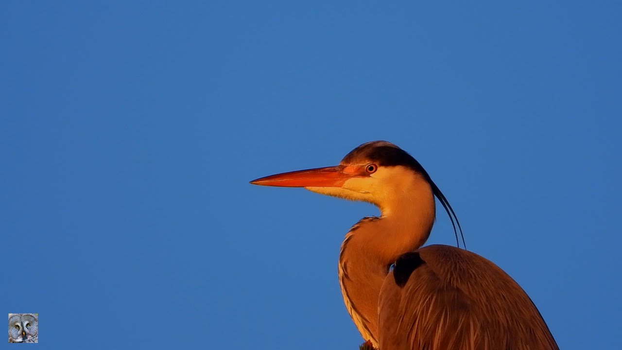 Gray heron at sunset,Gr&aring;hegre i solnedgang,Серая цапля на закате,H&eacute;ron cendr&eacute; au coucher du soleil