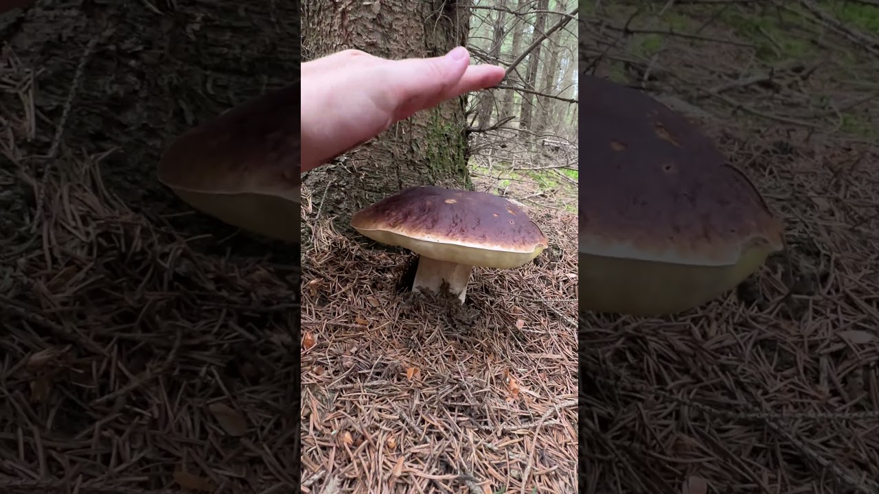 Z dne&scaron;n&iacute;ho houbařen&iacute; #mushroom #гриби #houby #porcini #grzyby #boletus #huby #boletusedulis #forest