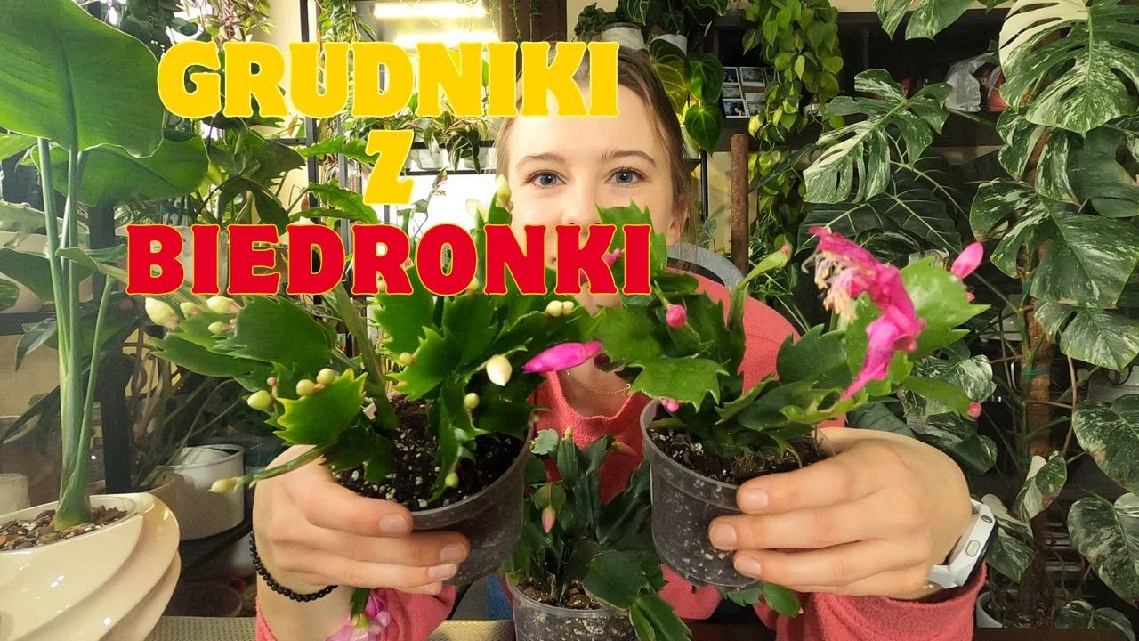 Kupiłam GRUDNIKI w Biedronce! 🪴 Przesadzanie + mój kwitnący po roku