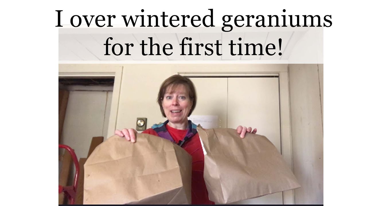 I over-wintered geraniums for the first time!  