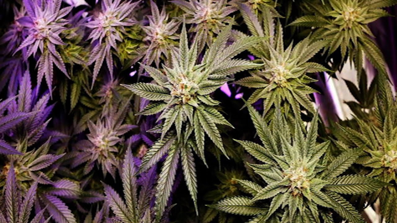 The Art of Gifting Marijuana