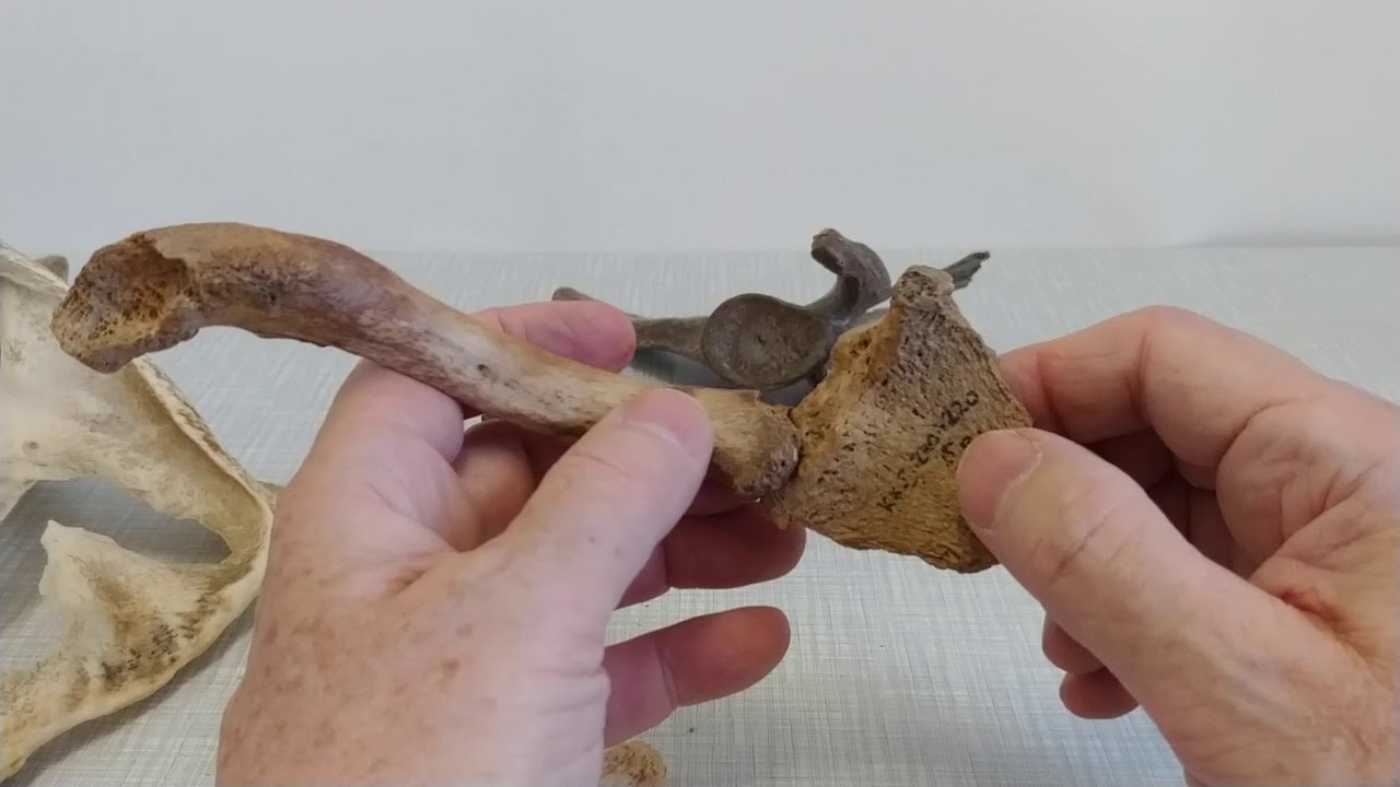 Anatomia w pigułce. Połączenia kończyny g&oacute;rnej. Podstawy