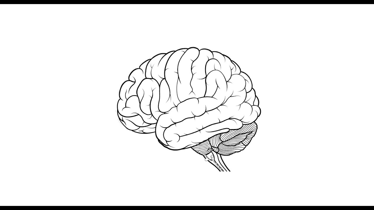 Basic Structures of the Brain &ndash; Biological Psychology, third edition