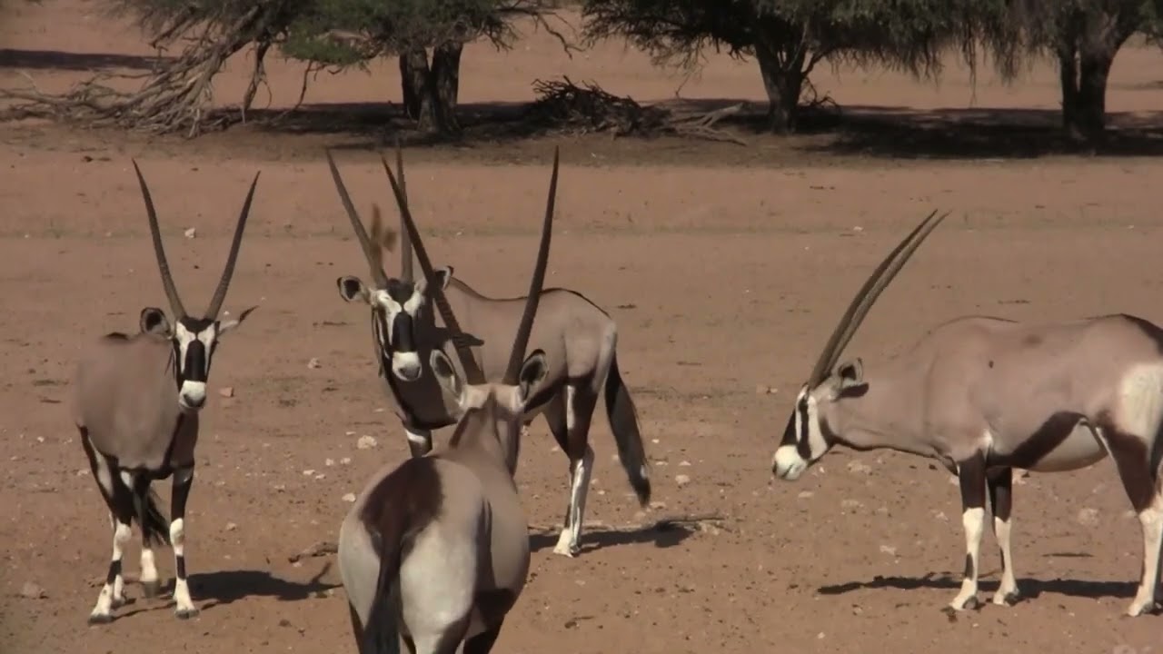 2013-za video clip 35 kgalagadi tfp 04 movie