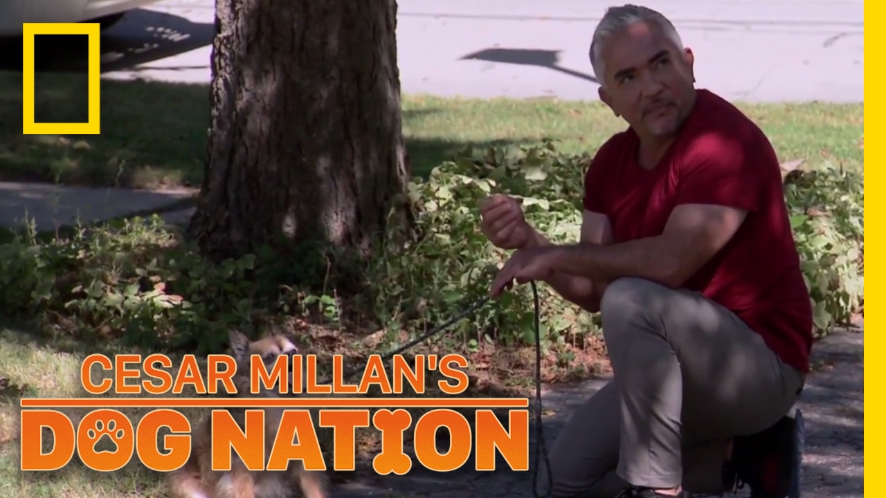 Overcoming Walking Anxiety | Cesar Millan's Dog Nation