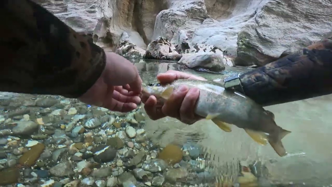 Alabalık avında &ouml;l&uuml;mden d&ouml;nd&uuml;k😱