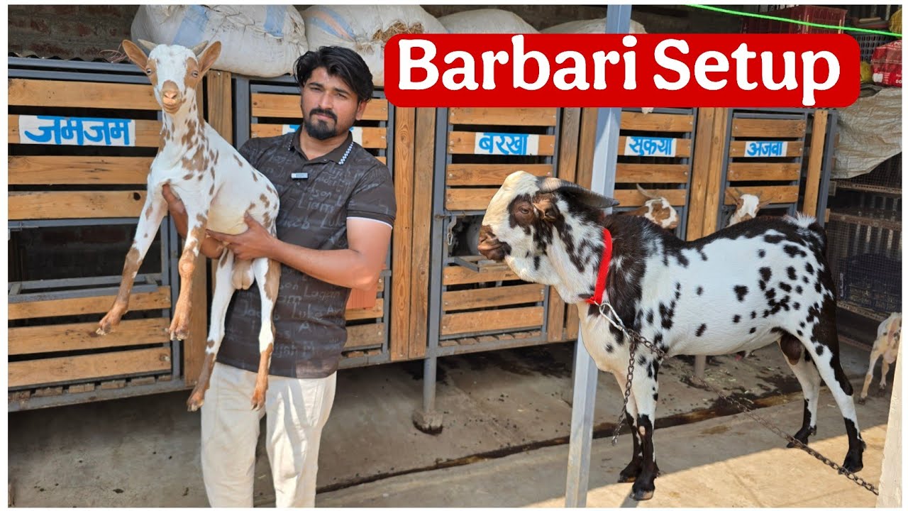 Quality Barbari goats HR goat farm Aurangabad Maharashtra 