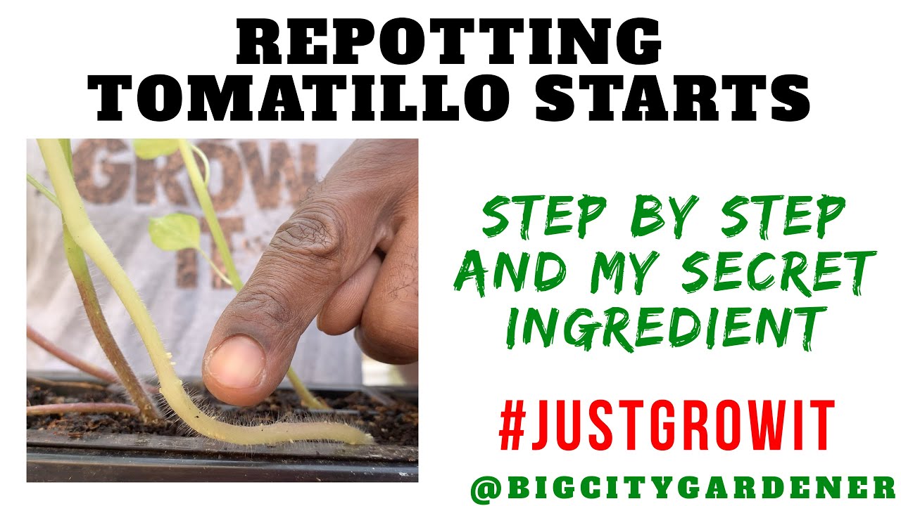 Repotting Tomatillo Starts - How To Grow Tomatillos in Pots | Big City Gardener