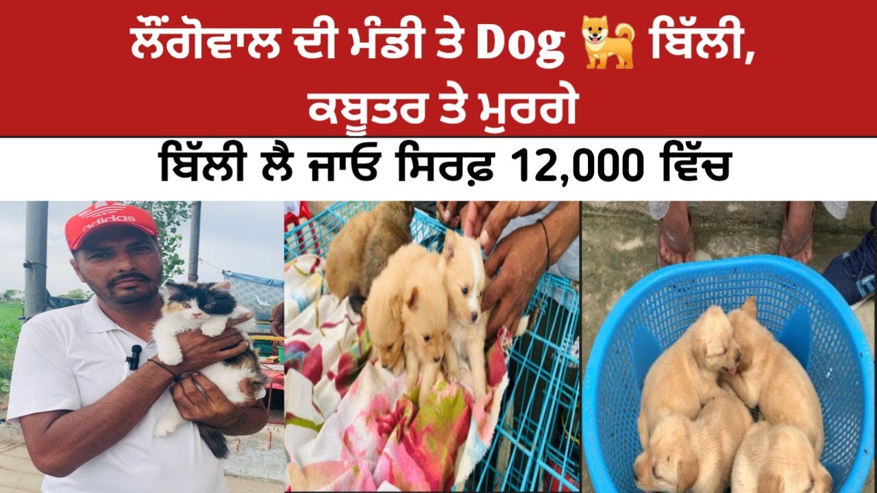 ਲੌਂਗੋਵਾਲ ਦੀ ਮੰਡੀ ਤੇ Dog 🐕 ਬਿੱਲੀ, ਕਬੂਤਰ ਤੇ ਮੁਰਗੇ #doglover #punjabimela #dogs #animals #dogshorts