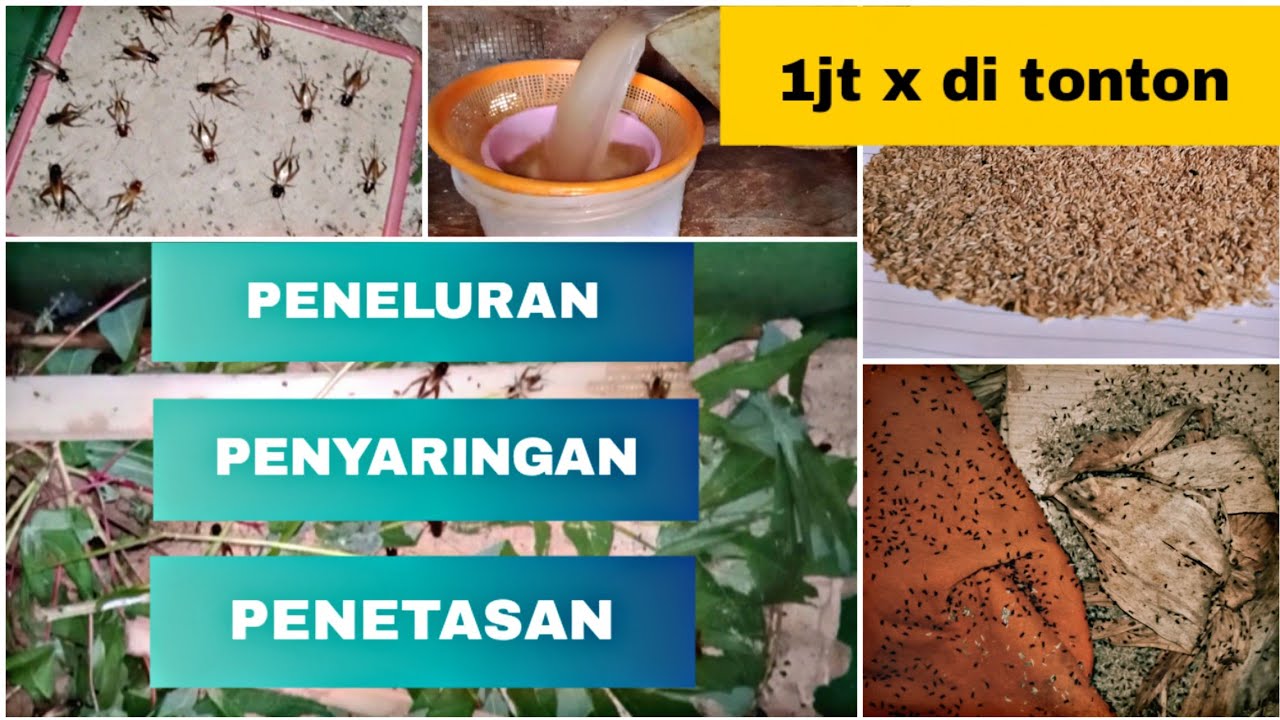 Ternak JANGKRIK terlengkap ||Peneluran hingga Penetasan||