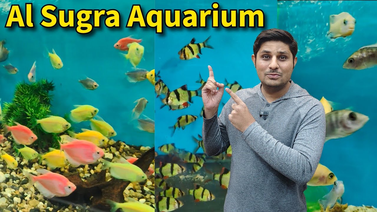Aquarium Fishes Price in Ahmedabad | Al Sugra Aquarium Ahmedabad | Pet Guruji 