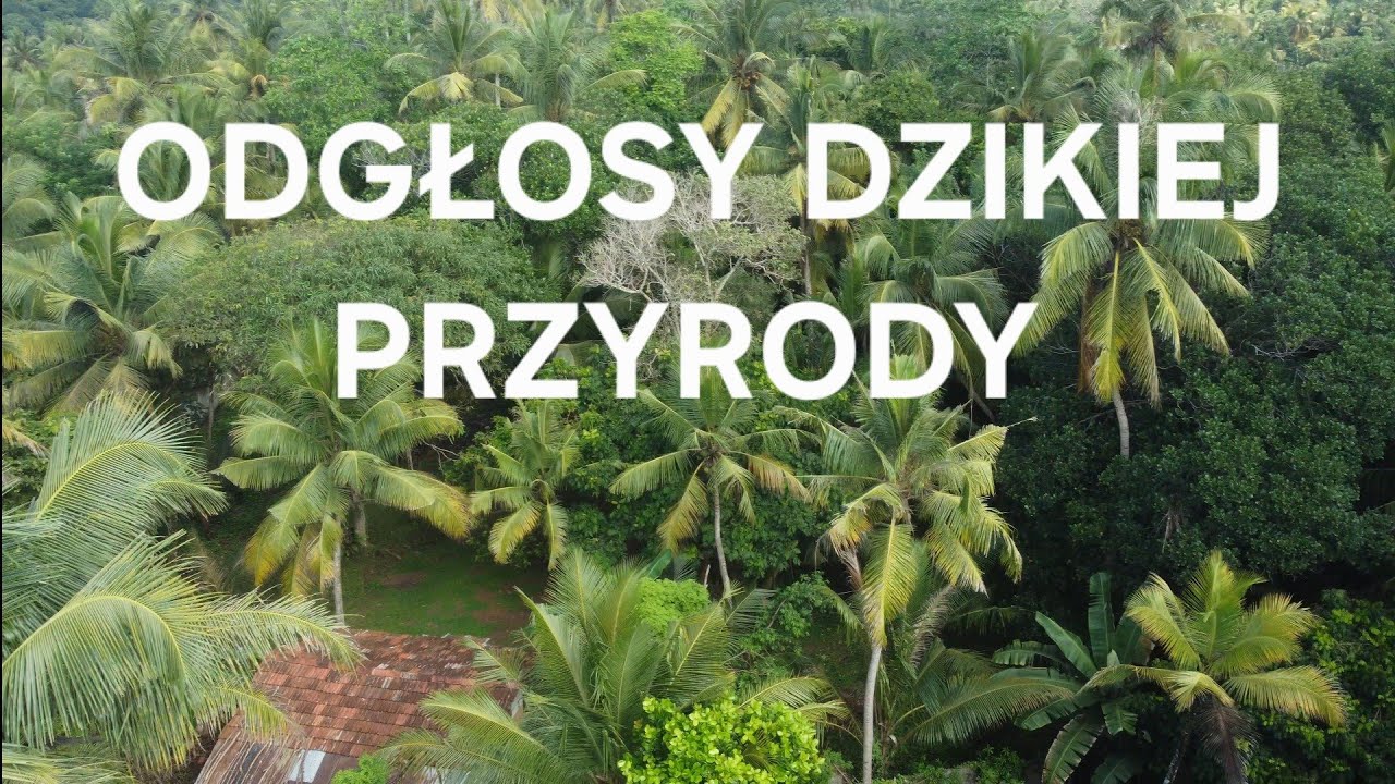 Odgłosy ptaków i zwierząt o wschodzie słońca w lesie tropikalnym dżungla Sri Lanka