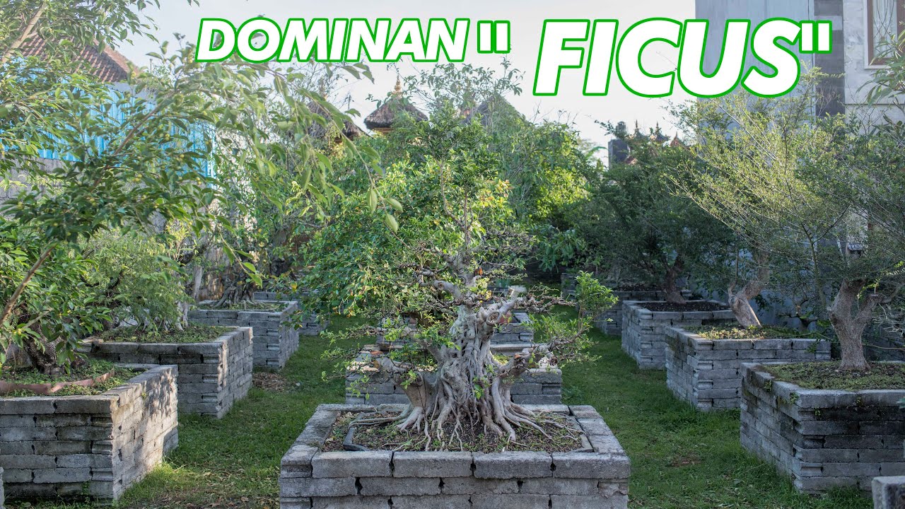 Review Koleksi Kebun GBG || part.05