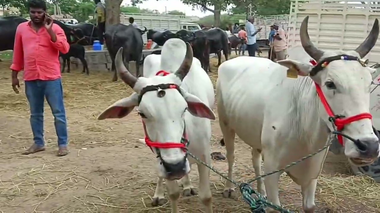 Kondamadugu market  || కొందమడుగు గేదాల మార్కెట్ హైదరబాద్ || kondamadugu buff