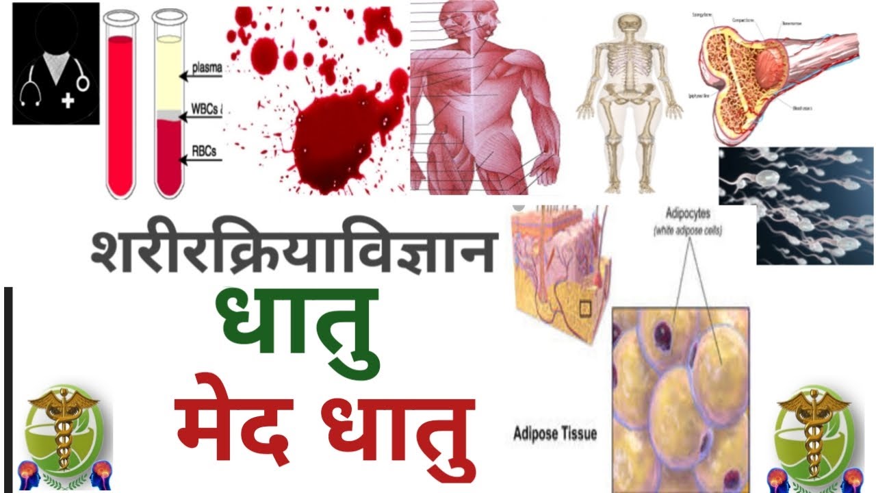 BAMS first year lecture l Mada Dhatu (मेद धातु) l  Sharir Kriya l EASY EXPLANATION
