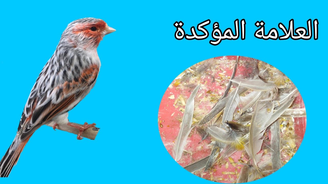 كيف أعرف ان طائر الكناري دخل في مرحلة غيار الريش؟