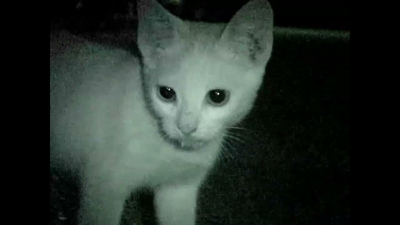 fo1ia - Мечта шейха