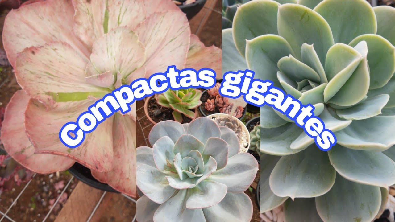 Compactas e gigantes!!