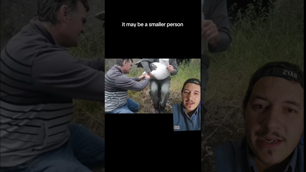 Странствующий альбатрос гораздо больше, чем вы думаете