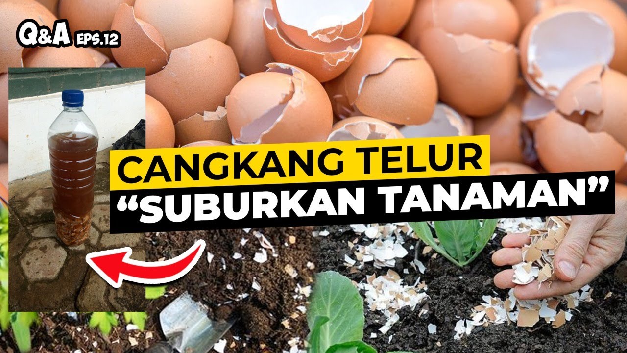 MANFAAT LUAR BIASA CANGKANG TELUR. BISA SUBURKAN TANAMAN.? | Q&A Eps 12