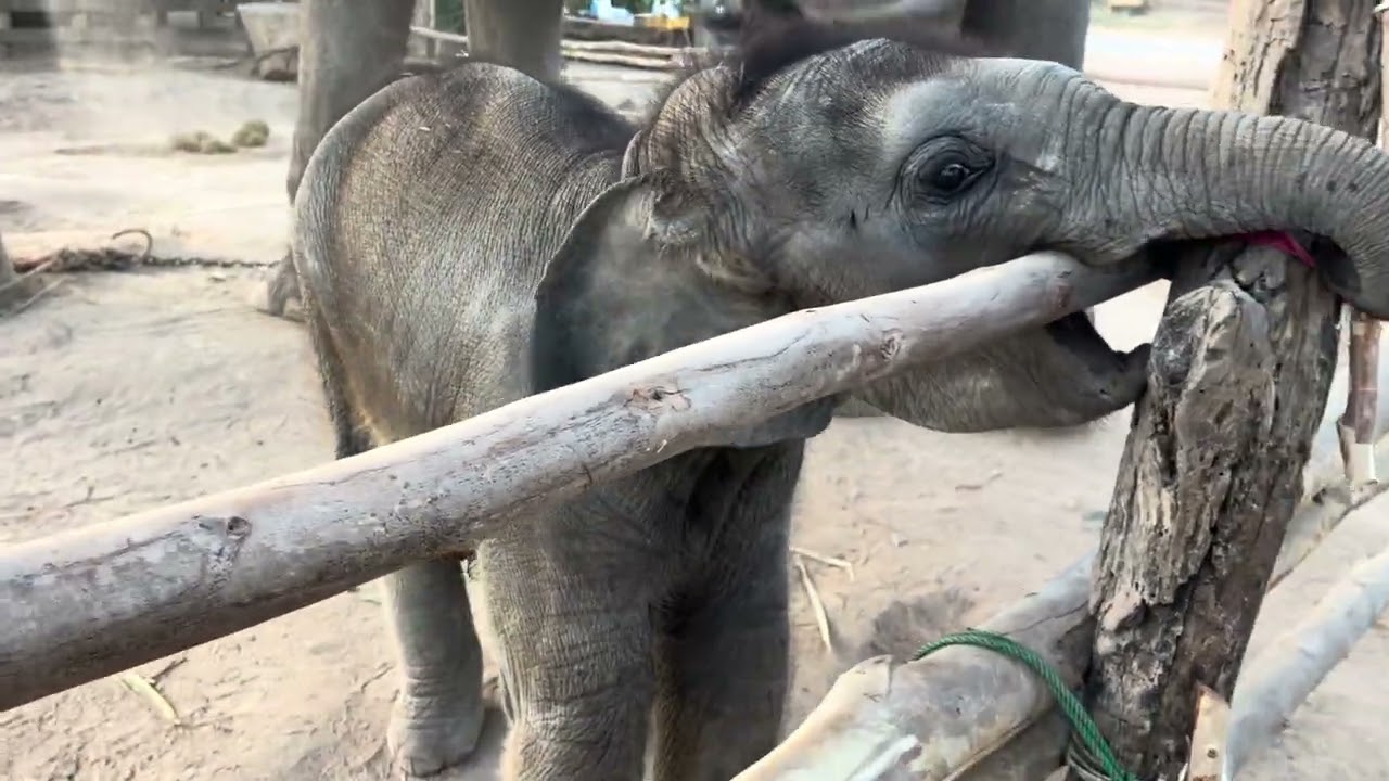 ฝากความน่ารักของพลายออมทรัพยด้วยจ้า