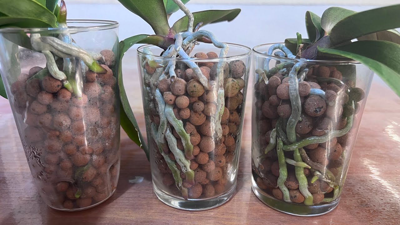 蝴蝶兰陶粒水培 6 - 三个月更新；怎样浇水