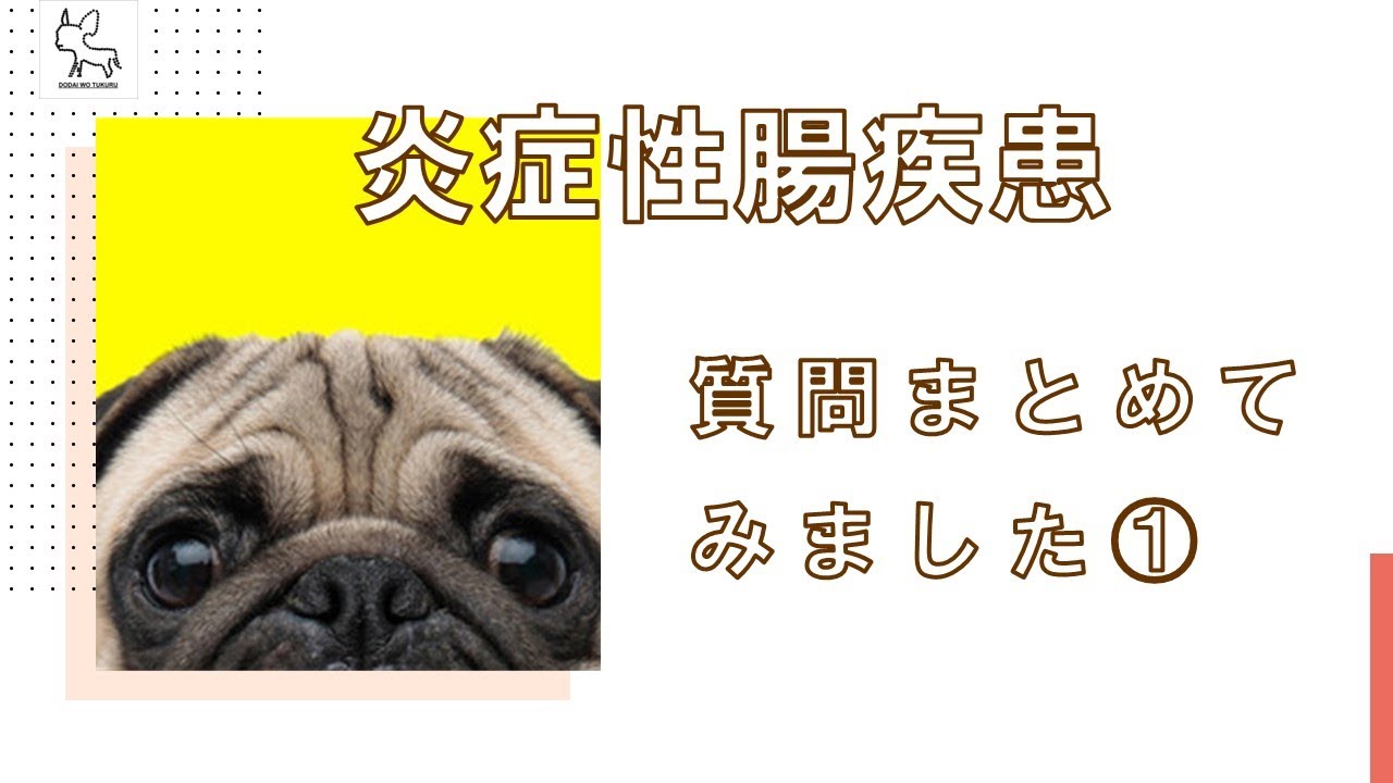 【下痢・栄養療法・犬】炎症性腸疾患（IBD）の質問集　part１　実際の症例もご紹介　【切り抜き動画】