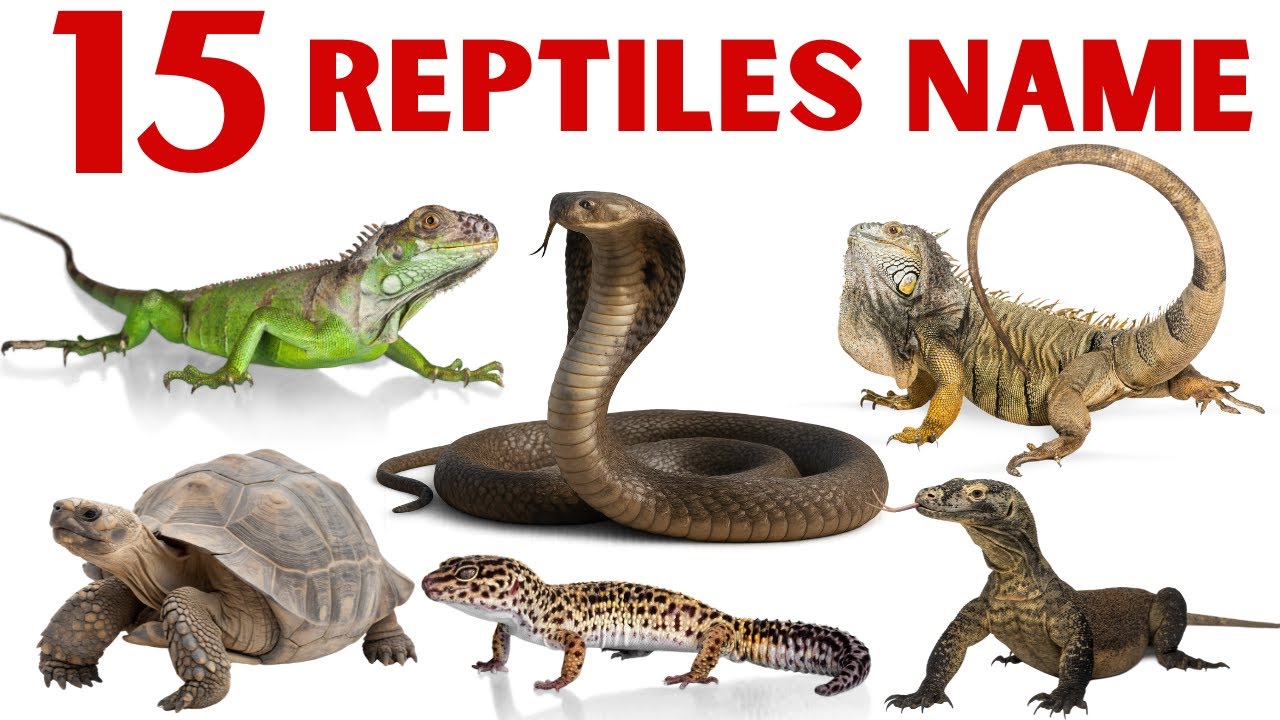 सरीसृप जानवरों के नाम | Reptile Animals Name for Kids | Kids Learning Video
