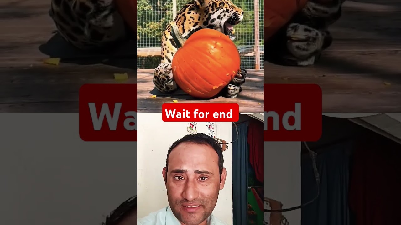 शेर किया खा सकता |TigerHungar|