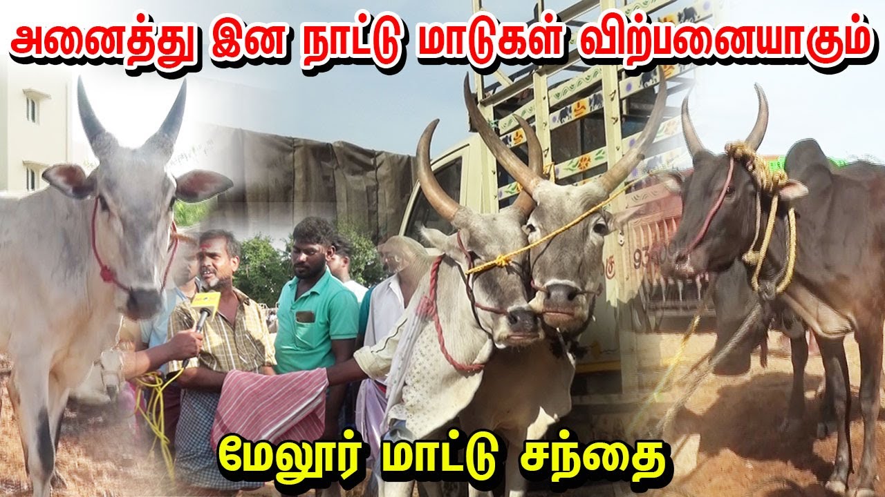 அனைத்து இன நாட்டு மாடுகளும் விற்பனையாகும் மேலூர் மாட்டு சந்தை | Melur Maadu Sandhai