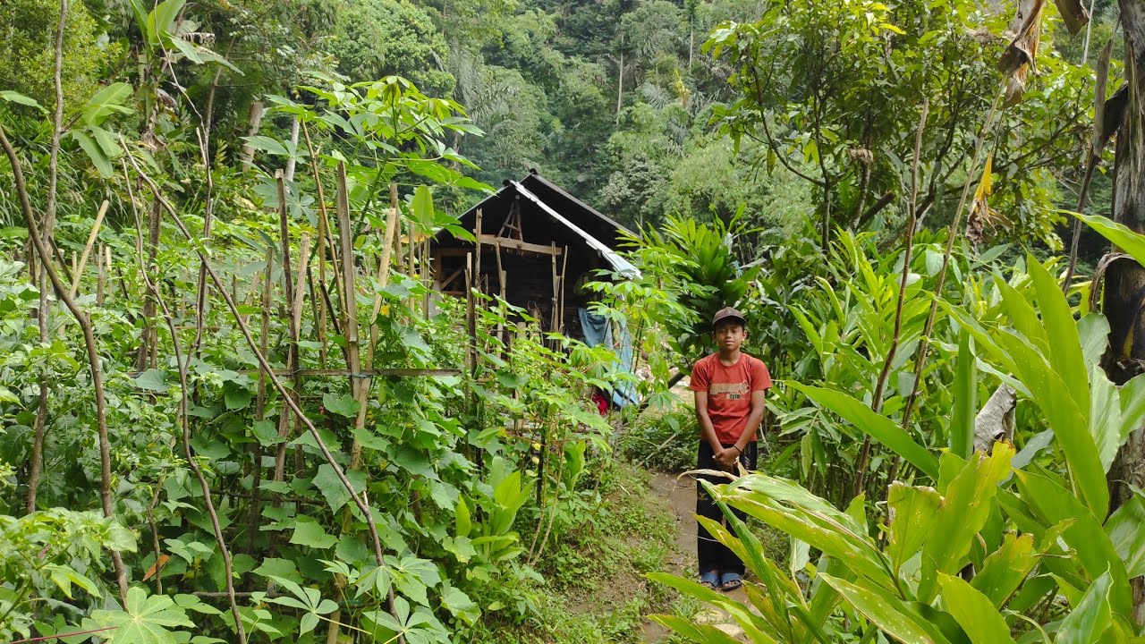KAGET‼️JUMPA PEMUDA KECIL PEMBERANI TINGGAL DI GUBUK KECIL DI ATAS PUNCAK GUNUNG TENGAH HUTAN 