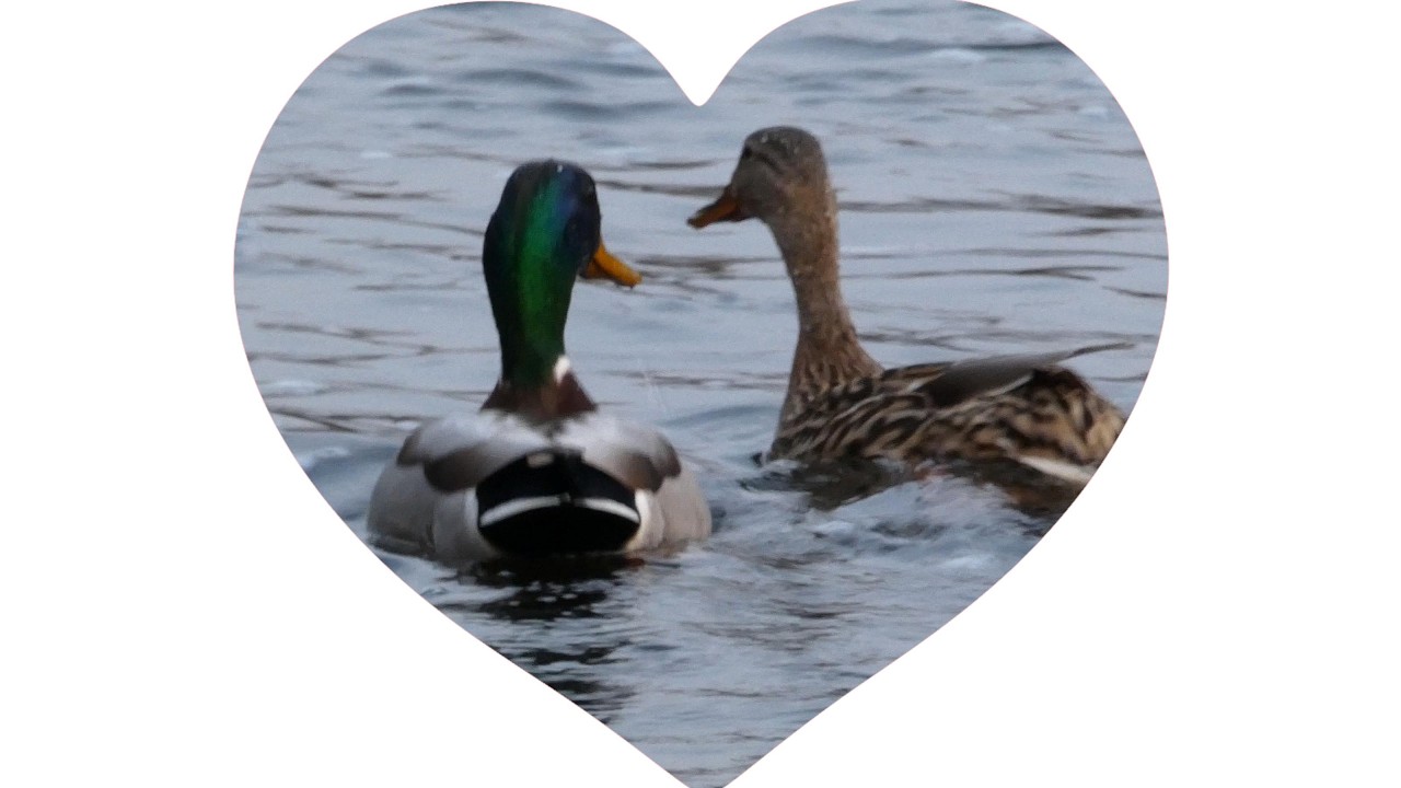 Mallard Duck Couple (Anas platyrhynchos) - Foraging, Mating & Preening in March (4K)