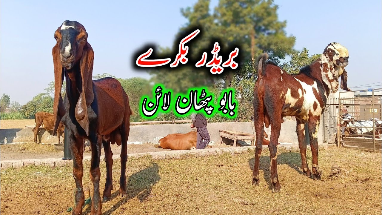 Breeder Buck's Of AAZ Goat Farm - Breeder Bkry - Bkra Farm - Farming