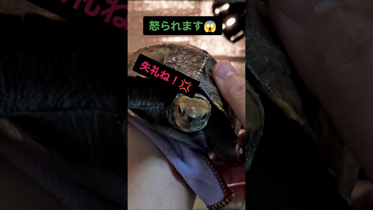メス亀が怒った理由とは？　