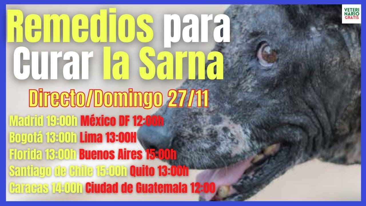 🚨 COMO CURAR LOS 6 TIPOS DE SARNA EN PERROS CON REMEDIOS CASEROS Y MEDICAMENTOS 🚨
