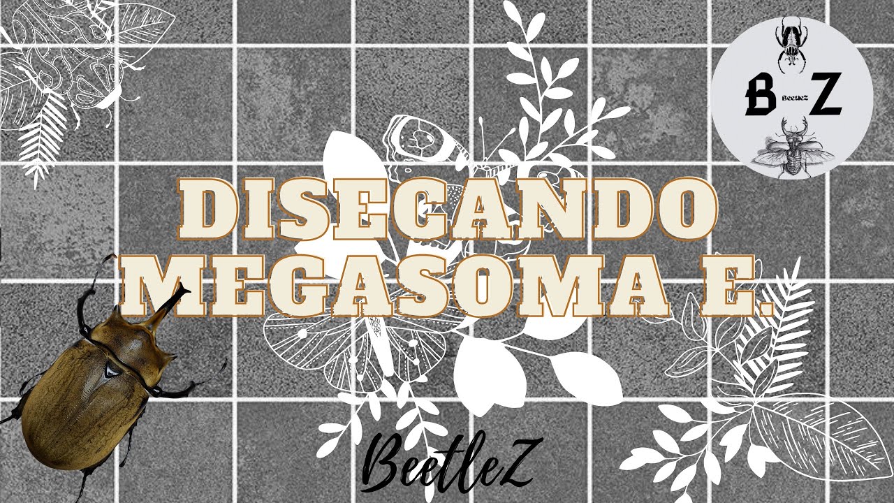 Taxidermia!: Disecando MEGASOMA ELEPHAS ELEPHAS 😱🪲