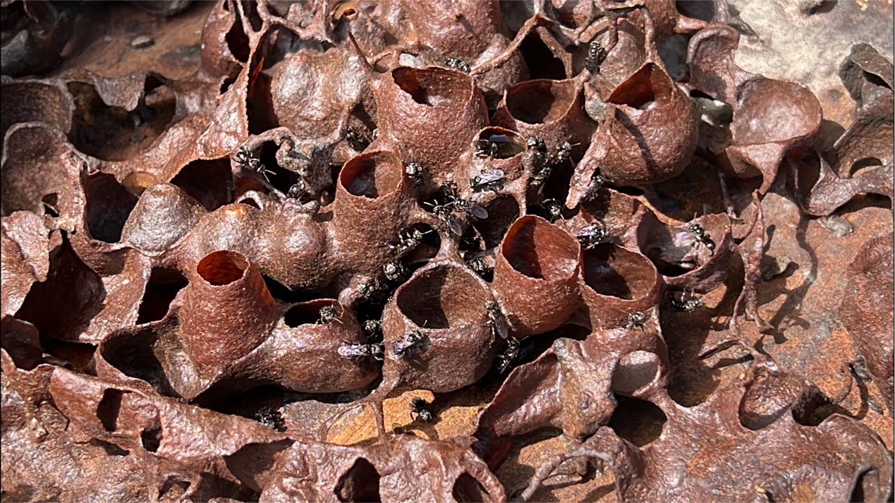 Forest Honeycomb ASMR sedang live sekarang!