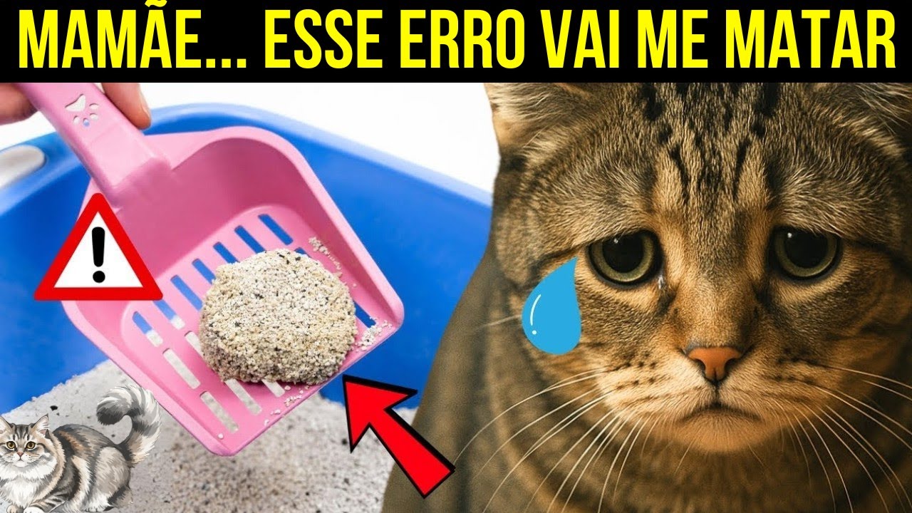 Os erros mais graves com a caixa de areia que 99% dos donos cometem todos os dias
