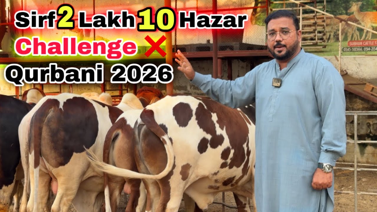Karachi Ki Sasti Cow Mandi 2026 | zain Bhai Qurbani Ka Sasta Janwer  Le Aya 😍 | Cow Mandi 