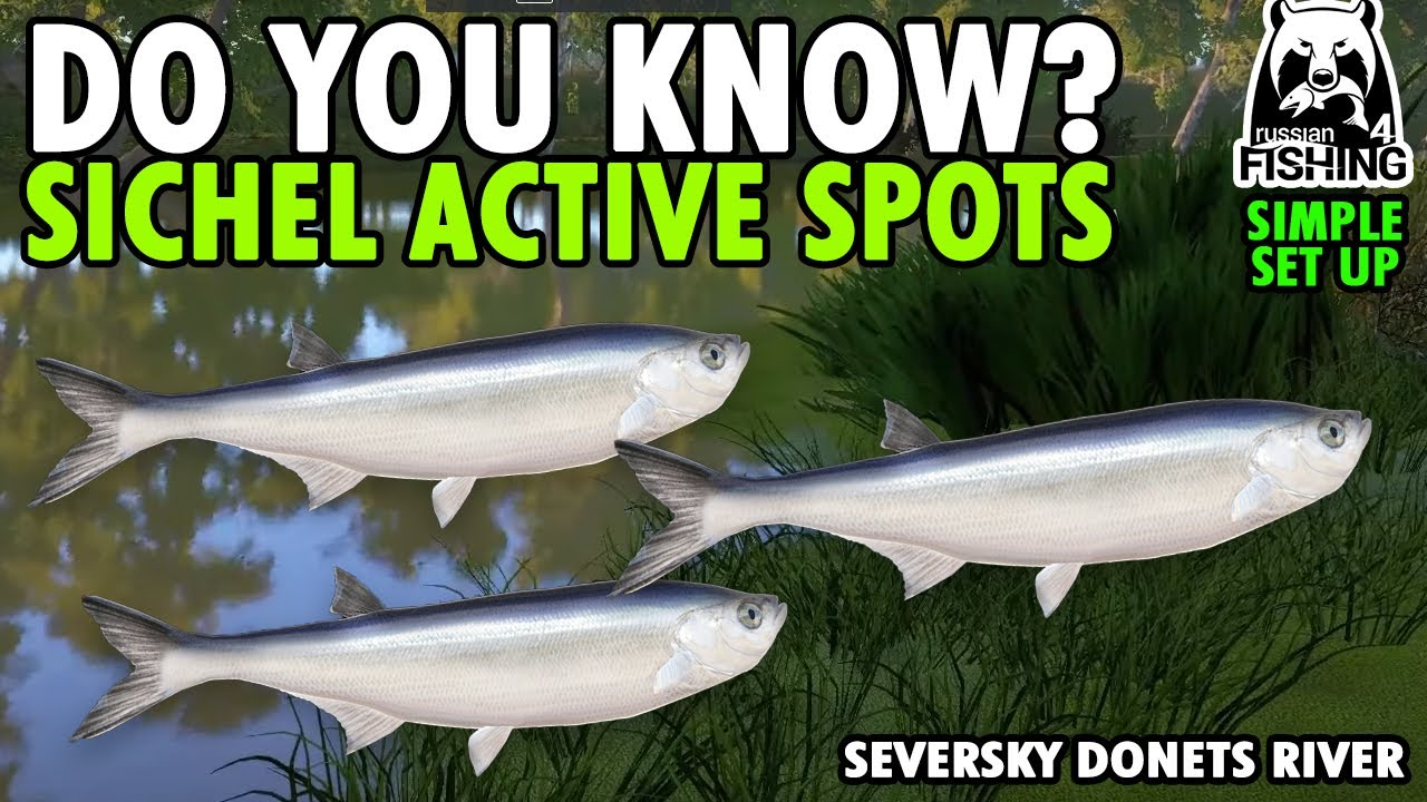Russian Fishing 4 SICHEL SPOTS? Seversky Donets River