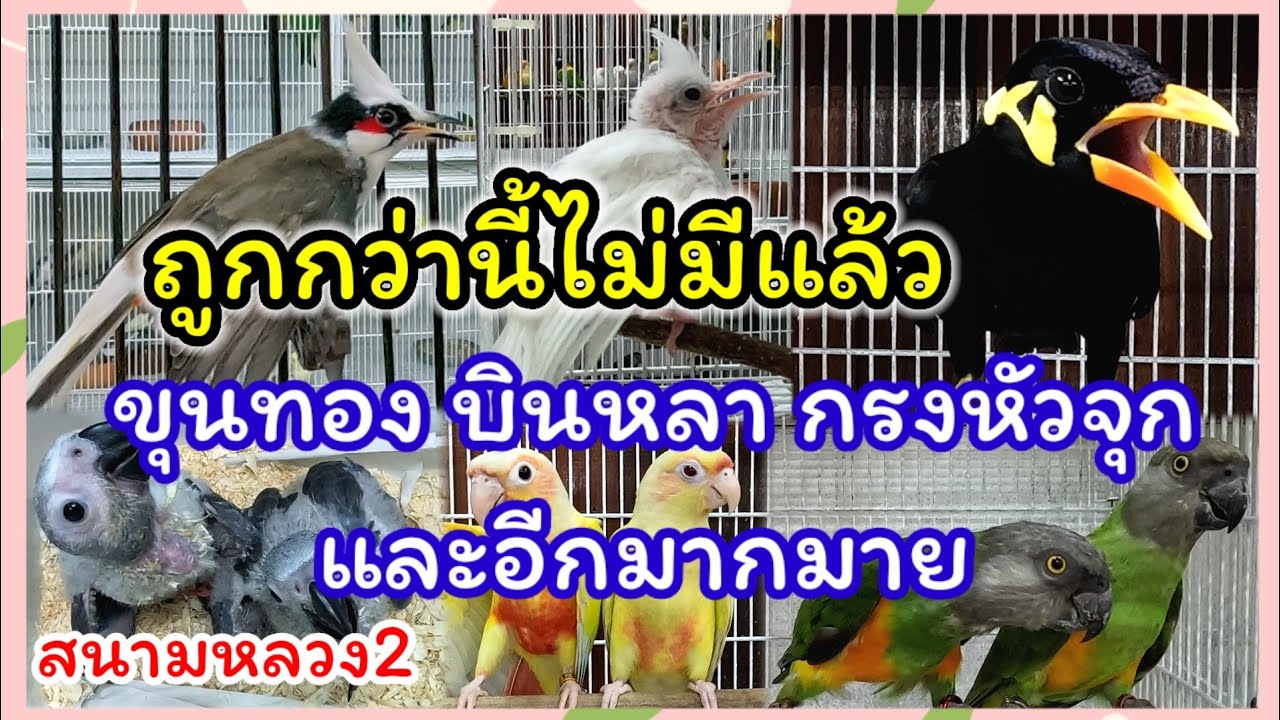 ขุนทองมาแล้ว กรงหัวจุก บินหลาดง ซันคอนัวร์ ฯลฯ ราคาถูกมาก จัดส่งได้ทั่วประเทศ ร้านเบิร์ดบรีด ฟาร์ม
