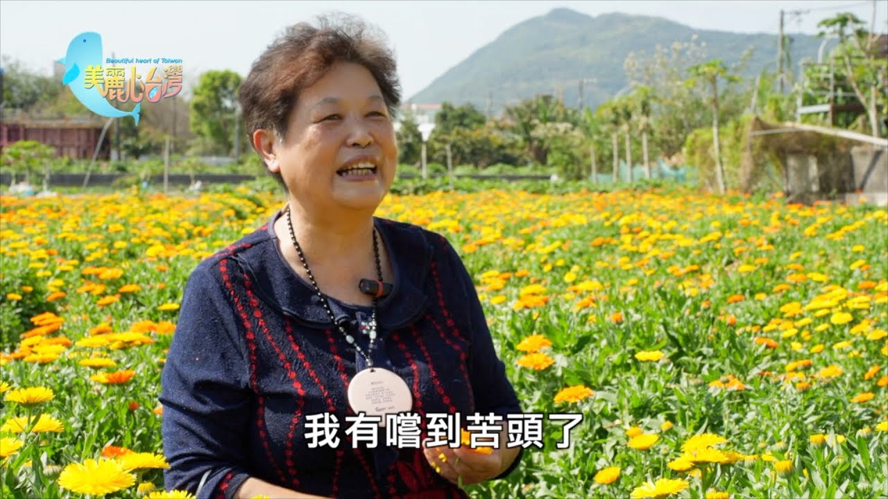 【花蓮吉安】香草植物金盞花  林鳳珠從種植到研發一手包｜有機無毒｜411｜#美麗心台灣