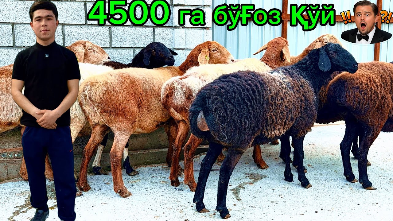 4500 га  Биринчи қорин бўғоз қўйлар🔥Йанги обуначидан