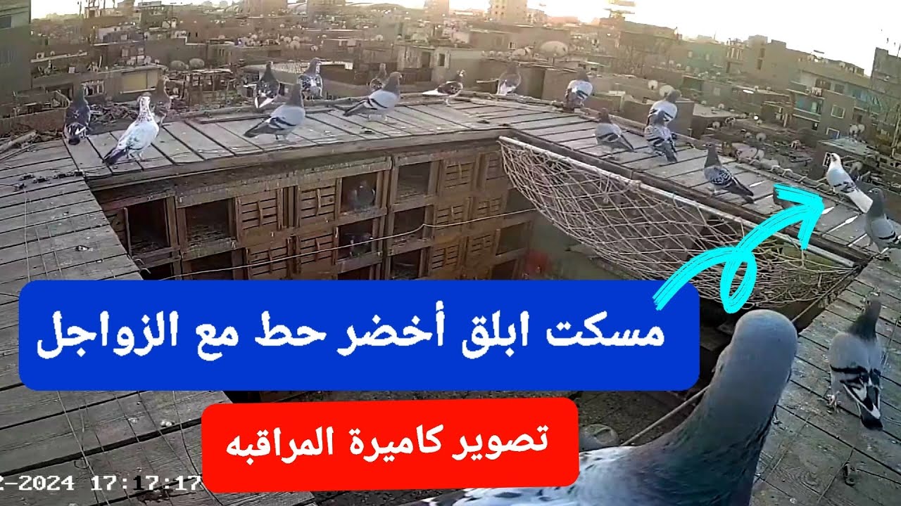 ابلق أخضر حط مع الزواجل من تصوير كاميرة ألمراقبة