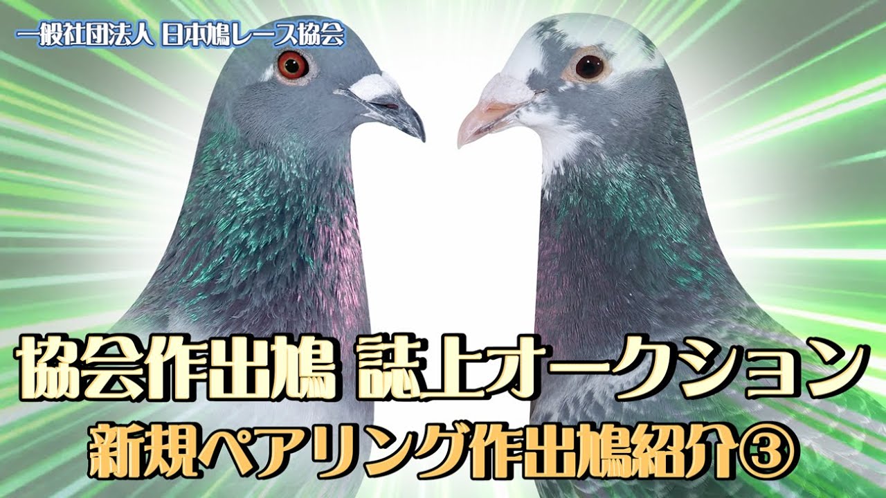 協会作出鳩 誌上オークション 新規ペアリング紹介③
