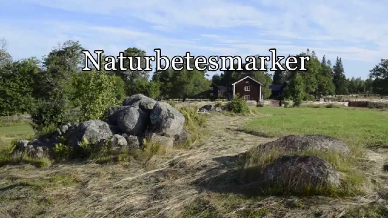Naturbetesmarker