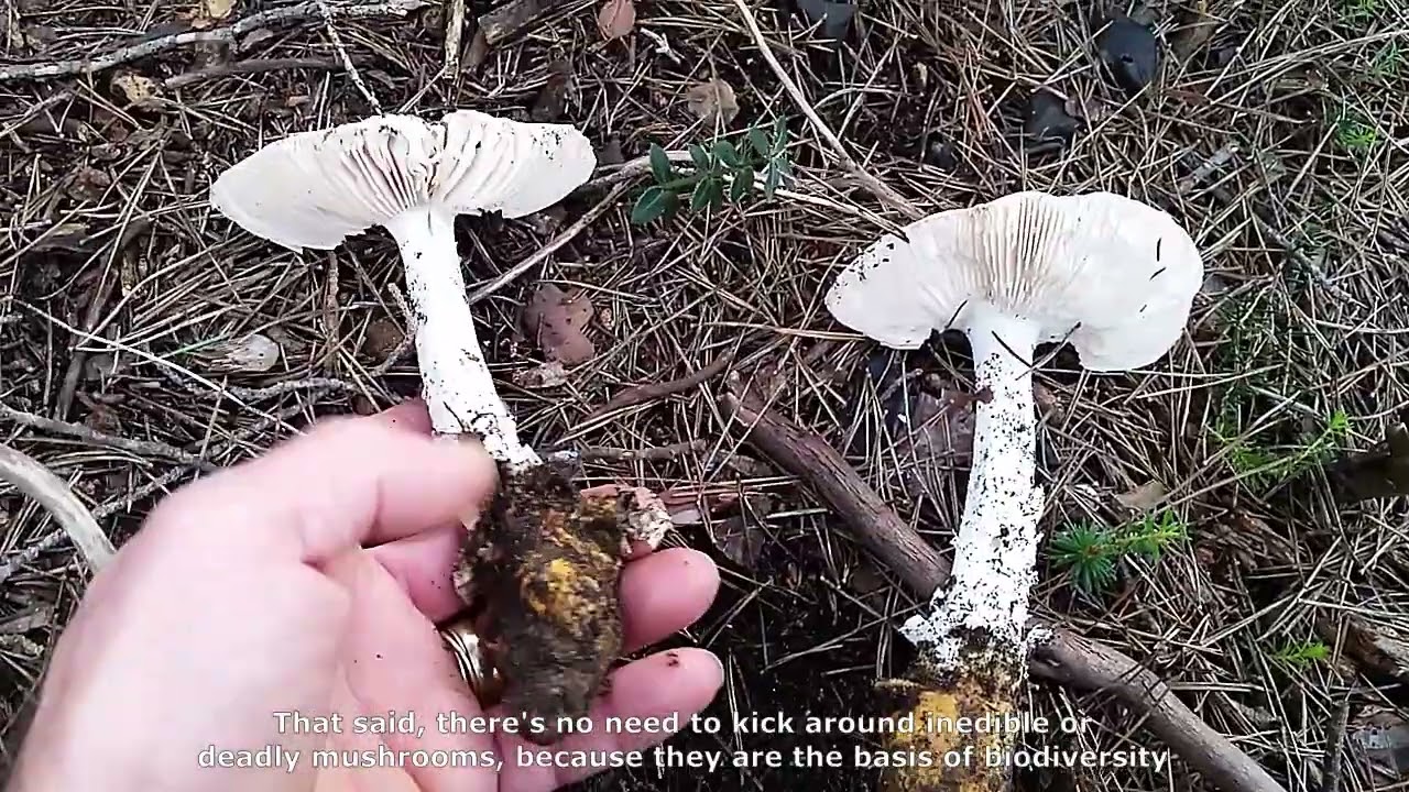 Amanita proxima. Champimaginatis. English Text.