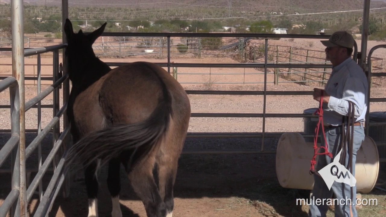 Owning a Mule   How to Approach Your Mule