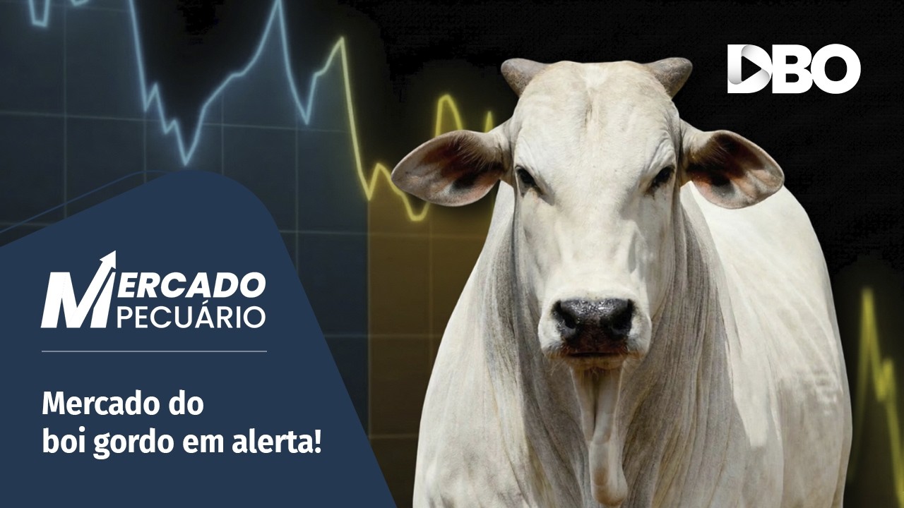 Guerra no Oriente Médio seguirá pressionando a arroba do boi gordo?
